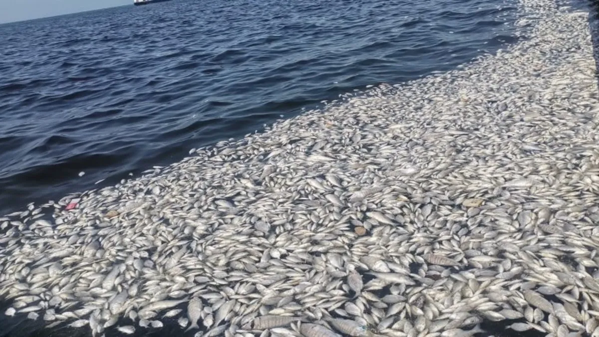 İzmir’deki balık ölümlerinden sonra gündeme geldi! Körfezi kurtaracak proje