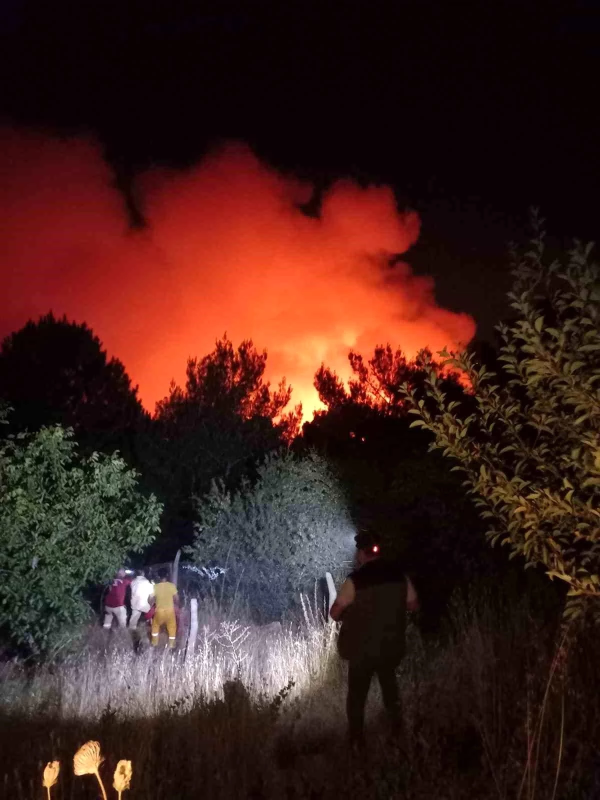 İzmir’in Karşıyaka ilçesinde orman yangını çıktı