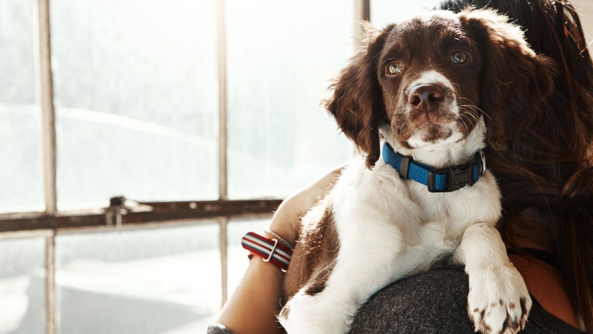 Köpeklerde lyme hastalığı nedir?