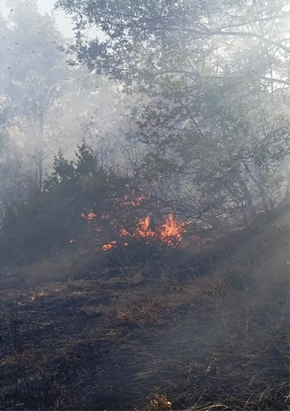 Tunceli’de ormanlık alanda çıkan yangın söndürülmeye çalışılıyor