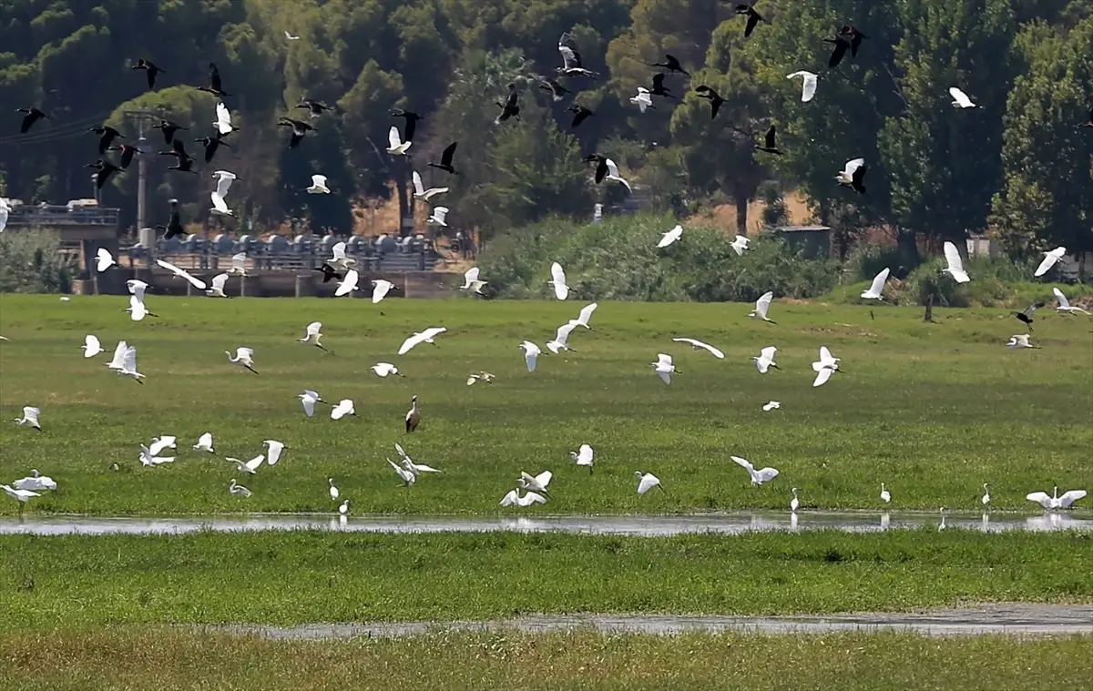 Manisa’da kuruyan Marmara Gölü’nün yerine yeni su kuşu durağı