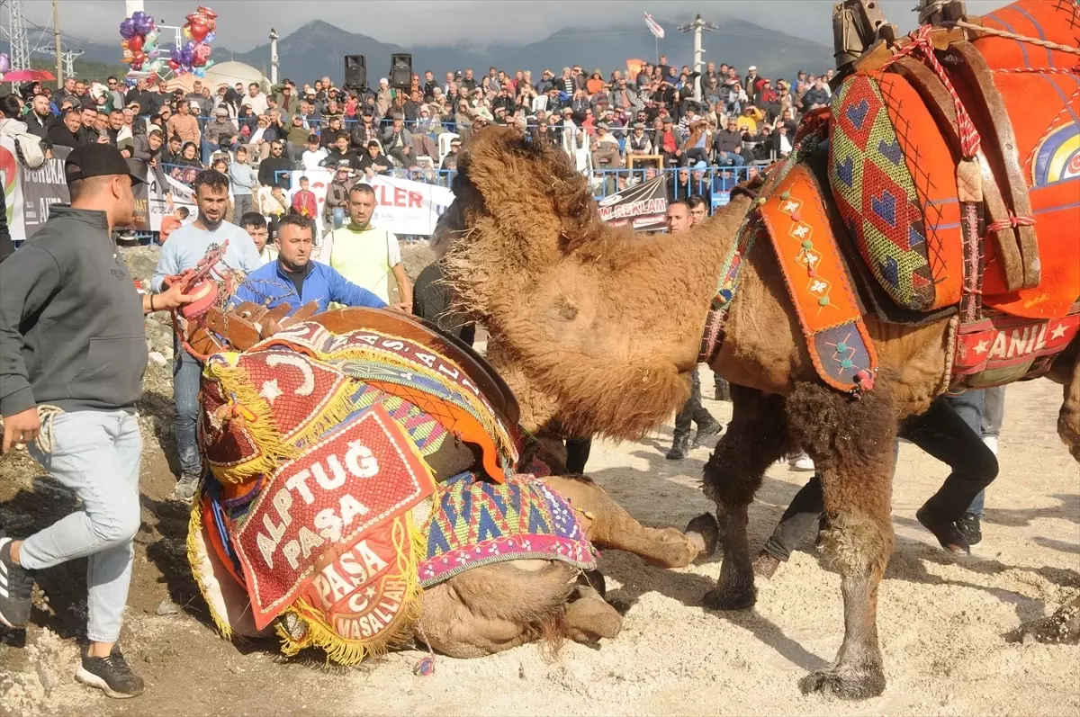 Kumluca’da Deve Güreşleri Yapıldı